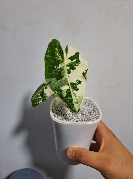 Xanthosoma